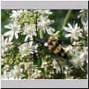 Leptura quadrifasciata - Vierbindiger Schmalbock 01.jpg